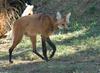 Maned Wolf (Chrysocyon brachyurus)