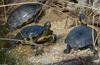 Turtles - Sliders (Trachemys scripta ssp.)04