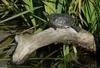Turtles - Sliders (Trachemys scripta ssp.)07