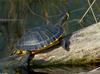 Turtles - Yellow-bellied Slider (Trachemys scripta scripta)01