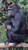 Primates - Gorilla (Gorilla gorilla)01