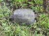 Alligator Snapping Turtle