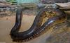 Green Anaconda (Eunectes murinus)