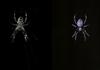 Spider (Orb Weaver)