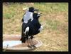 So hot... (Australian Magpies)