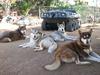 Alaskan Malamutes