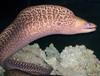 Undulated Moray