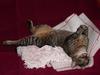 boy cats 1/4