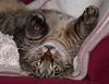 boy cats 2/4