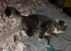 boy cats 3/4