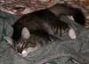 boy cats 4/4