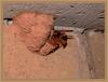 potter wasp 2/3 : Australian hornet (Abispa ephippium)