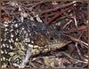 Shingleback lizard