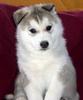 Siberian Husky