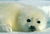 Baby Harp Seal