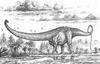 Barosaurus