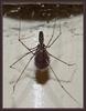 spider alert 2/2