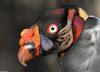 Birds - King Vulture (Sarcoramphus papa)01