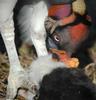 Birds - King Vulture (Sarcoramphus papa)04