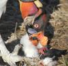 Birds - King Vulture (Sarcoramphus papa)07