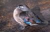 Birds - Wood Duck (Aix sponsa)