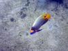 Butterflyfish