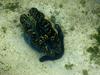 Giant Clam (Tridacna gigas) & Sea Cucumber