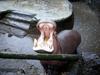 Hippo