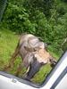 Wildebeest