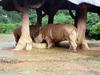 Rhinos