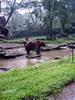 Brown Bear