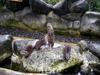 Otters