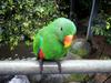 Parrot