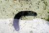 Sea Cucumber