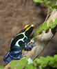 Dyeing Poison Frog (Dendrobates tinctorius)