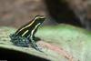 Sky-blue Poison Frog, Hyloxalus azureiventris