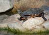 Northern Red-bellied Cooter (Pseudemys rubriventris)