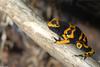 Yellow-headed Poison Frog (Dendrobates leucomelas)