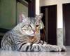 中国狸花猫【China Lihua cat】
