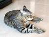 中国狸花猫【China Lihua cat】