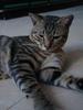 中国狸花猫【China Lihua cat】