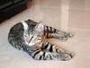 中国狸花猫【China Lihua cat】