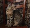 中国狸花猫【China Lihua cat】