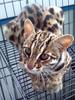 Prionailurus Bengalensis Chinensis[Chinese Leopard Cat]