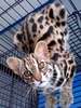 Prionailurus Bengalensis Chinensis[Chinese Leopard Cat]