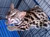 Prionailurus Bengalensis Chinensis[Chinese Leopard Cat]