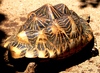 Animal picture