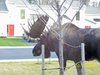 moose
