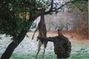 Deer Hunting