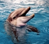 bottlenose dolphin